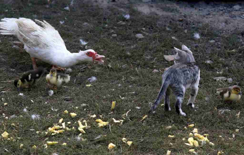 duck cat puppy protection