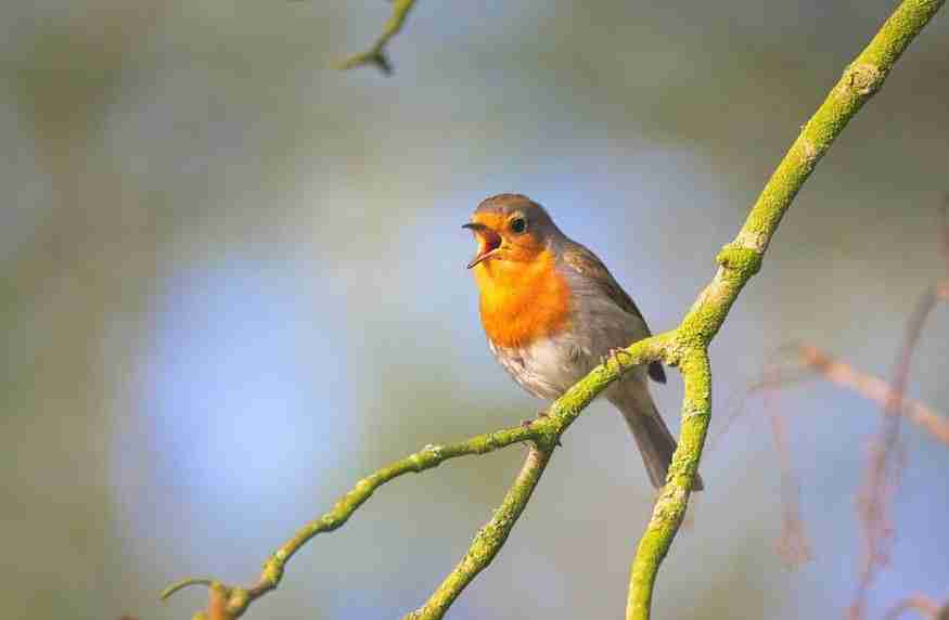 bird singing