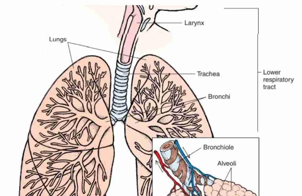 Crystals for Respiratory Infections