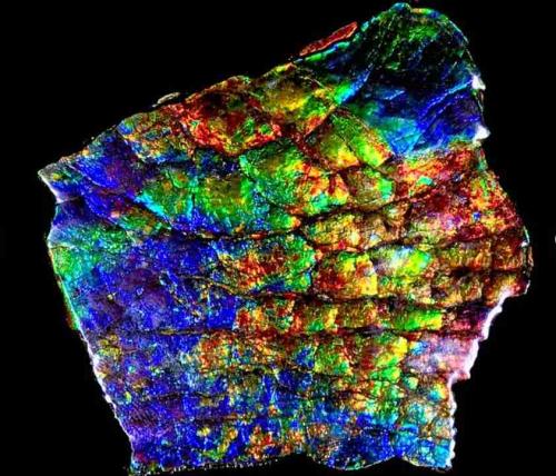 Ammolite